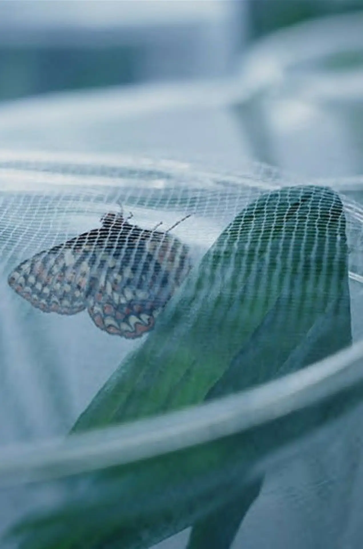 Plakat filmowy "The Butterfly Lab"
