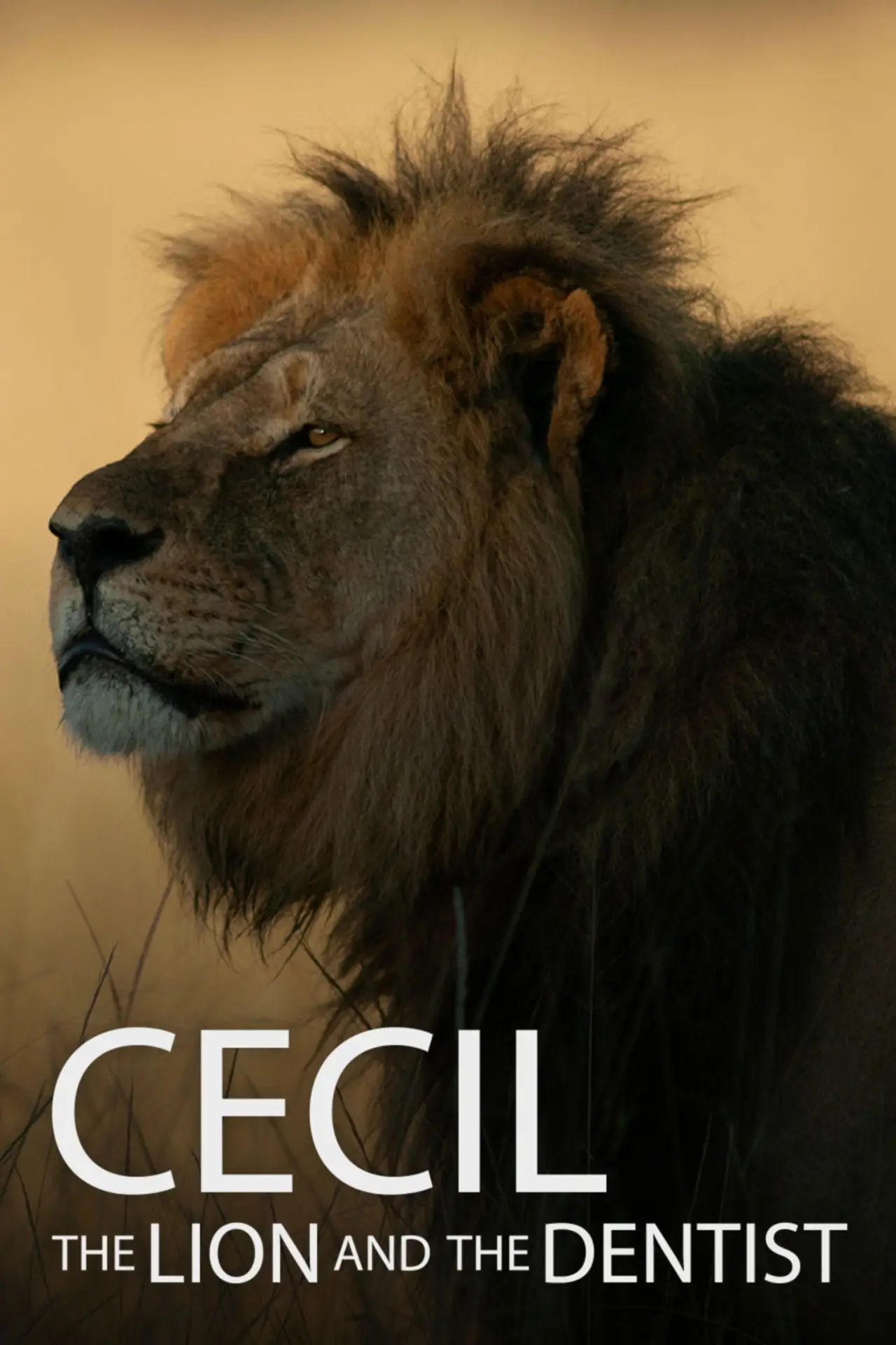 Plakat filmowy "Cecil"