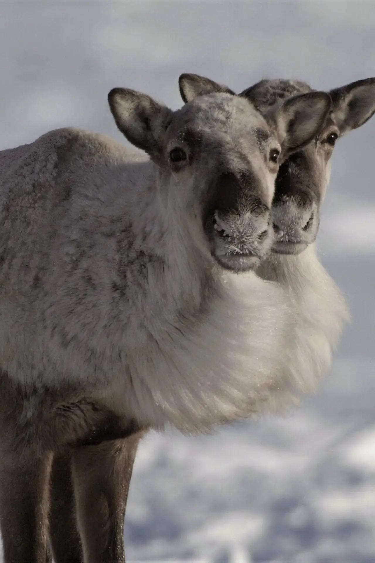 Plakat filmowy "Caribou Nation"