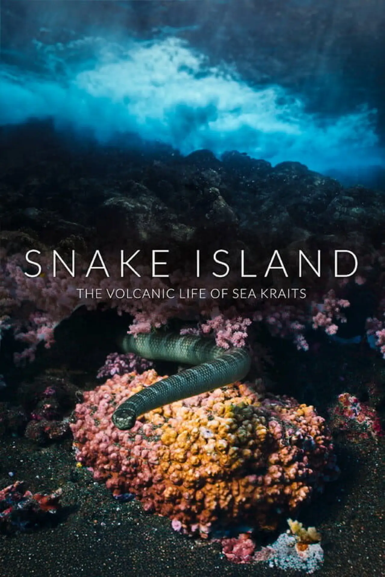 Plakat filmowy "Snake Island: The Volcanic Life of Sea Kraits"