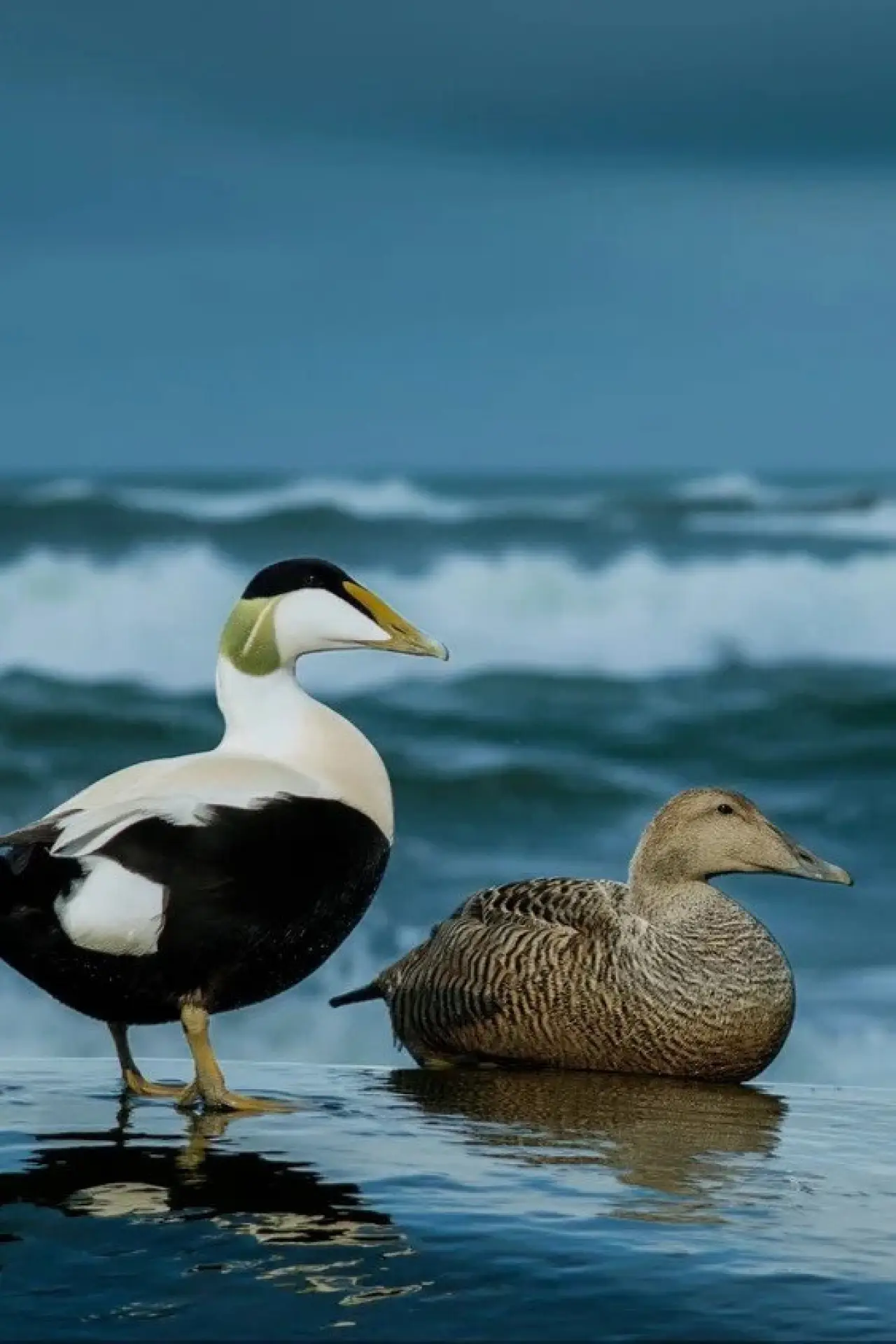 Plakat filmowy "The Cry of the Eider"