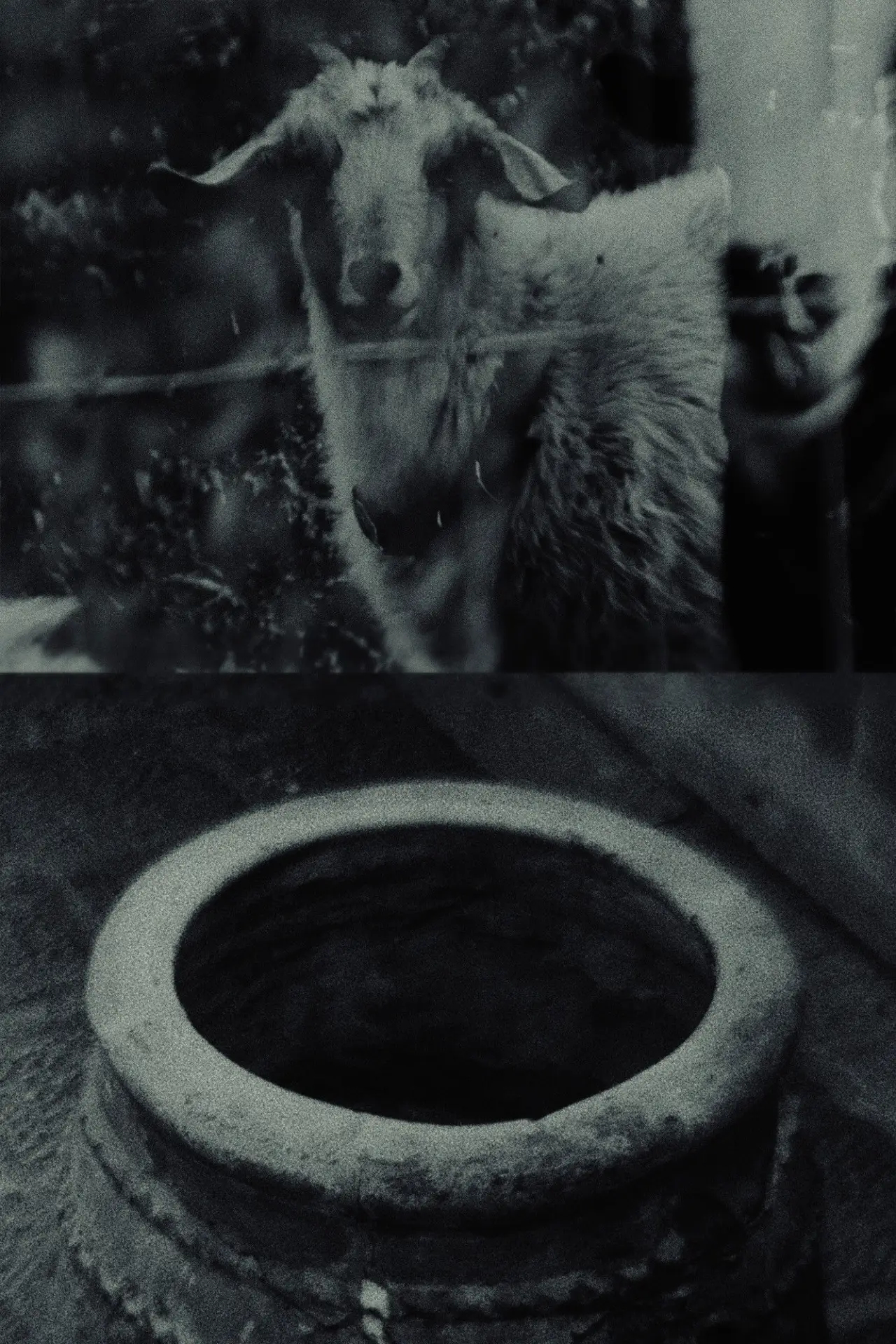 Plakat filmowy "Though The Flock Shall Be Cut Off From The Fold"