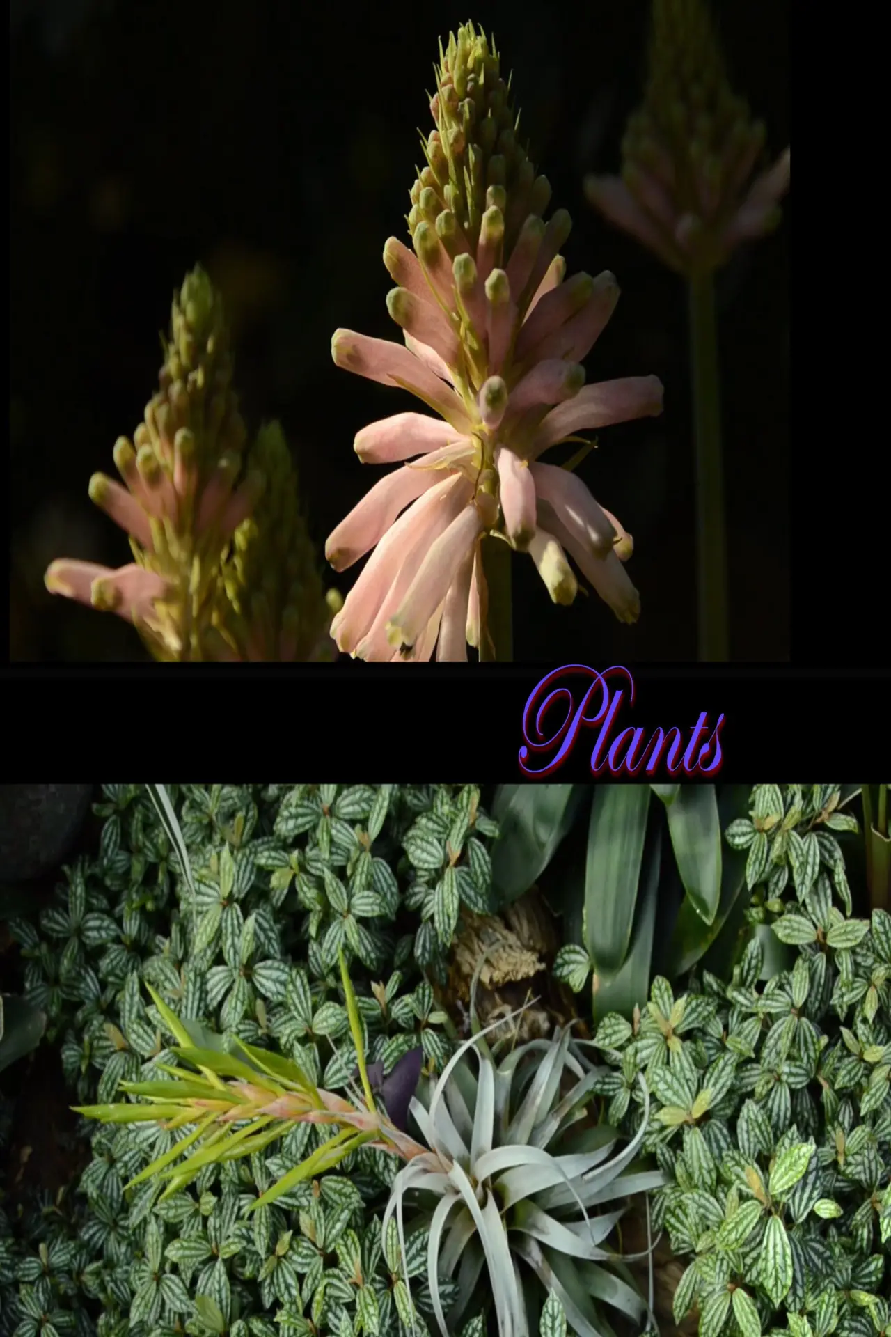 Plakat filmowy "Plants"