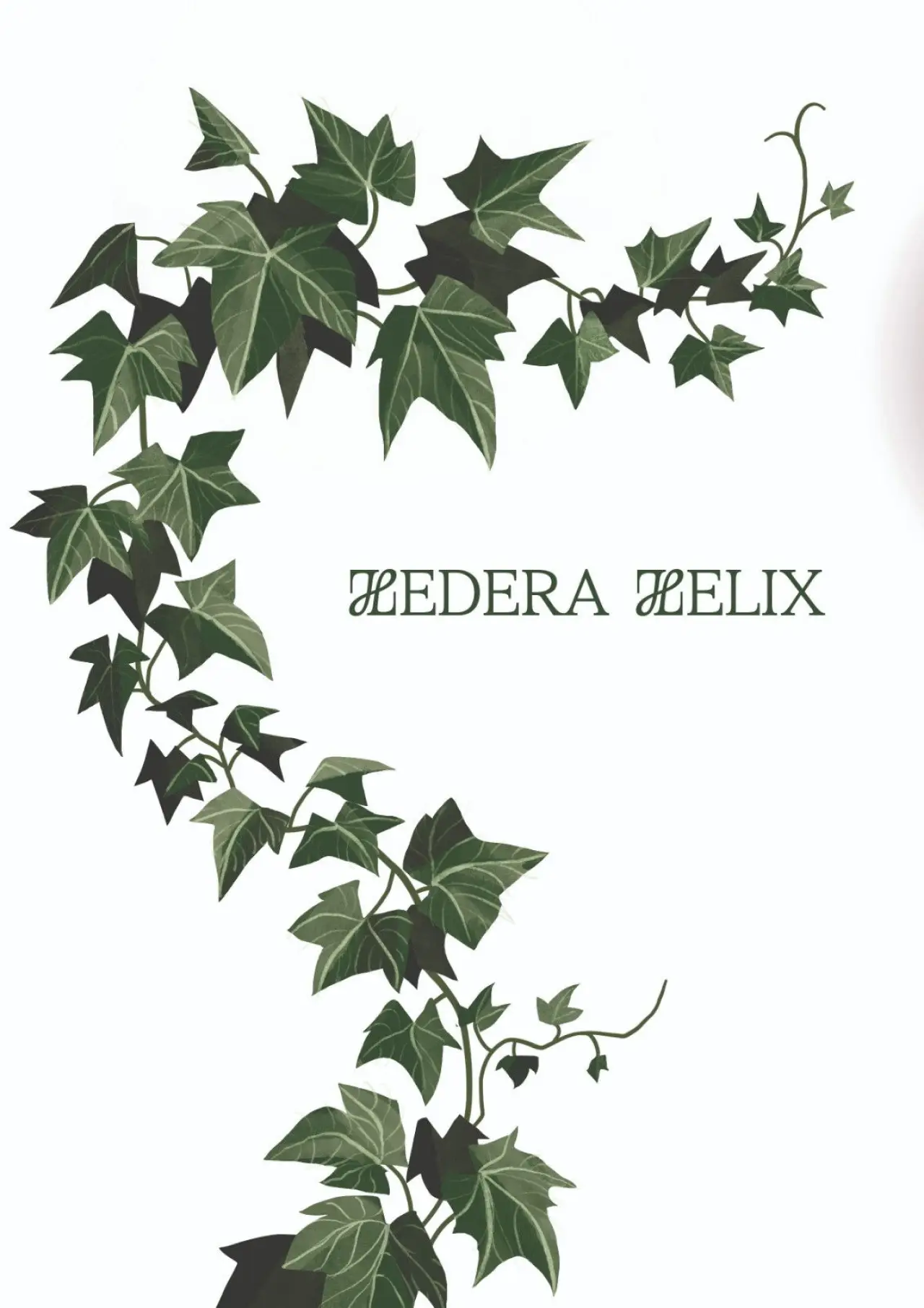 Plakat filmowy "Hedera Helix"