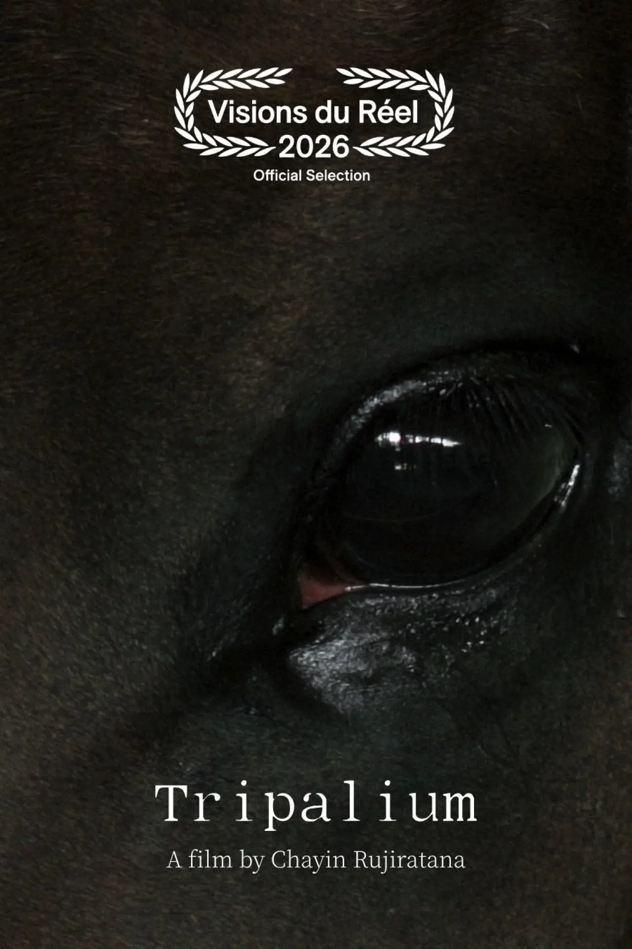 Plakat filmowy "Tripalium"