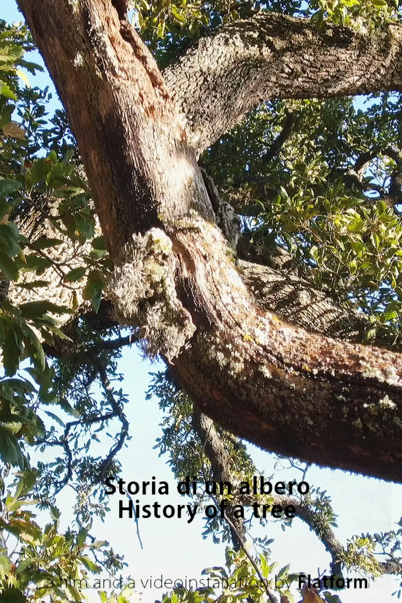 Plakat filmowy "Storia Di Un Albero"