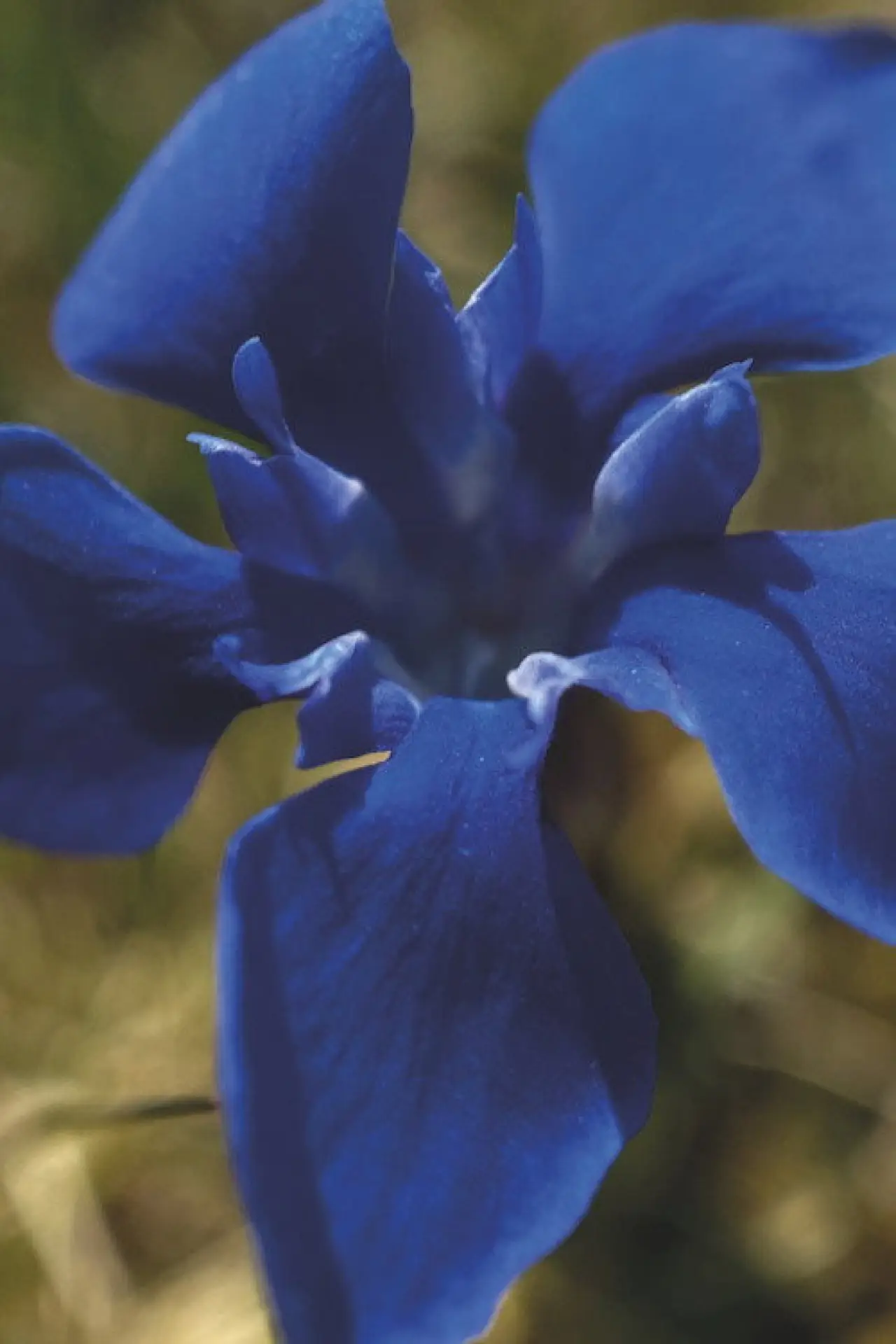 Plakat filmowy "Gentian Sprite"