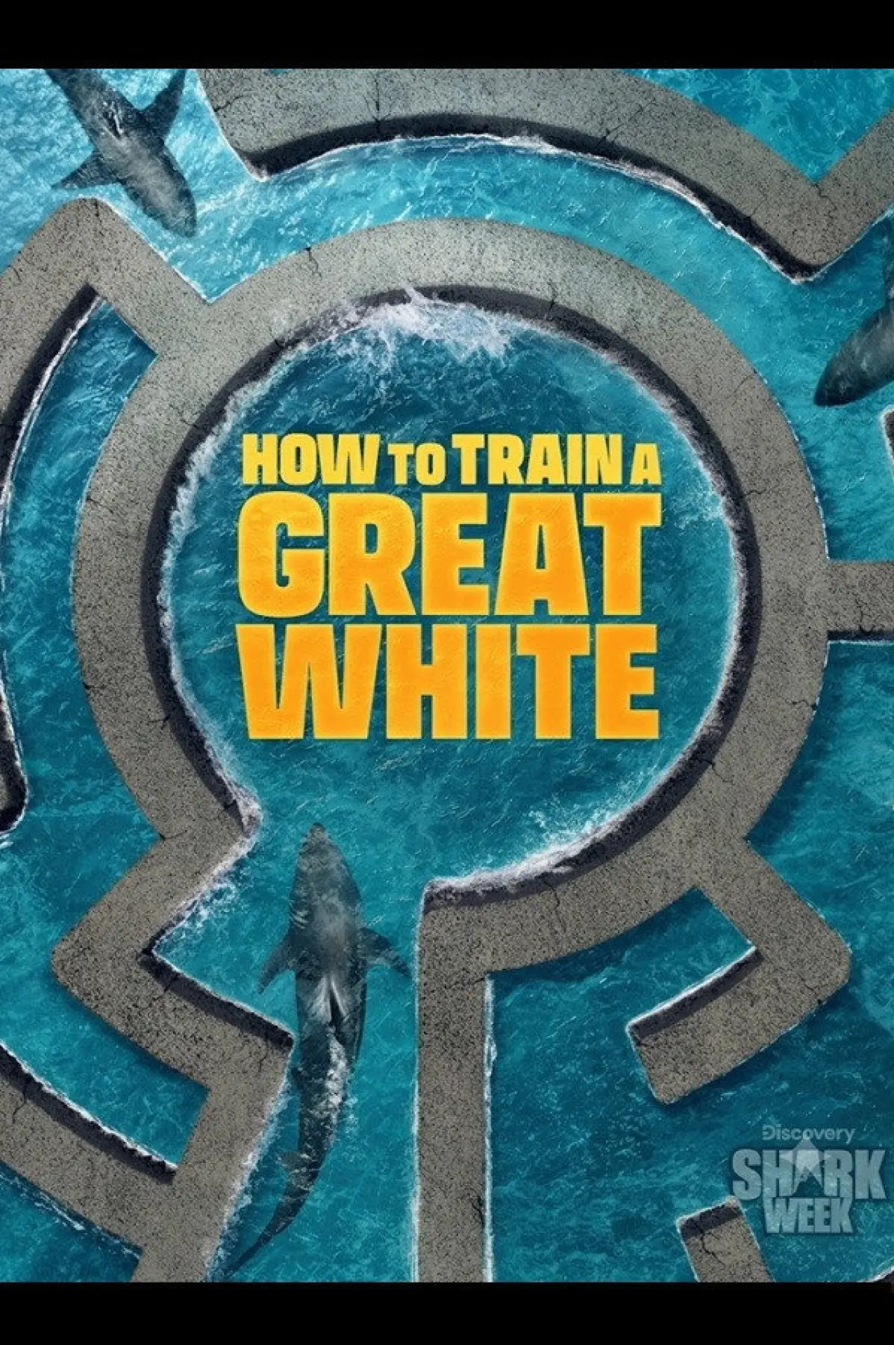 Plakat filmowy "How to Train a Great White"