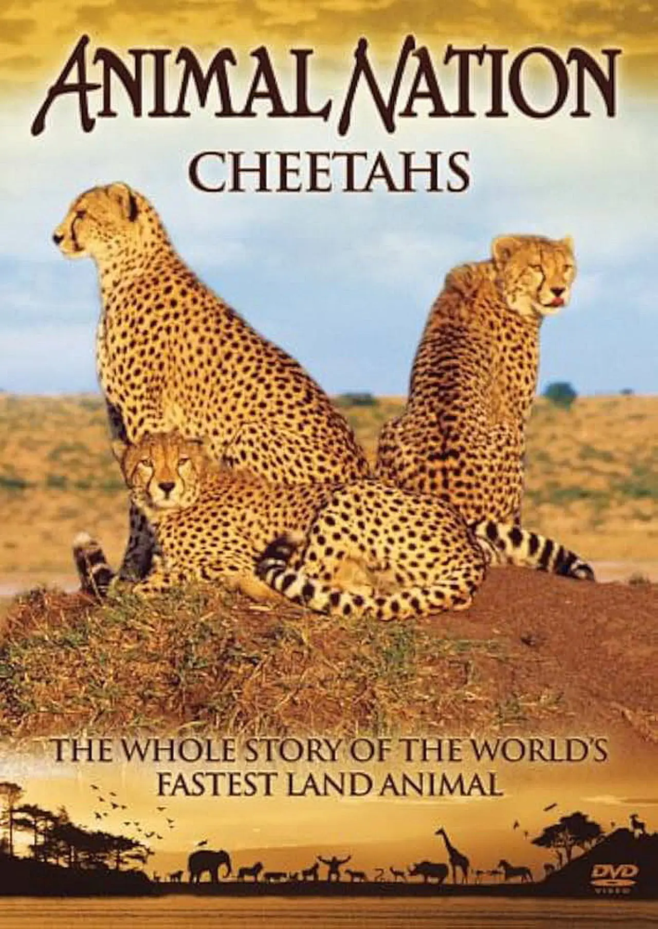 Plakat filmowy "Animal Nation Cheetahs"