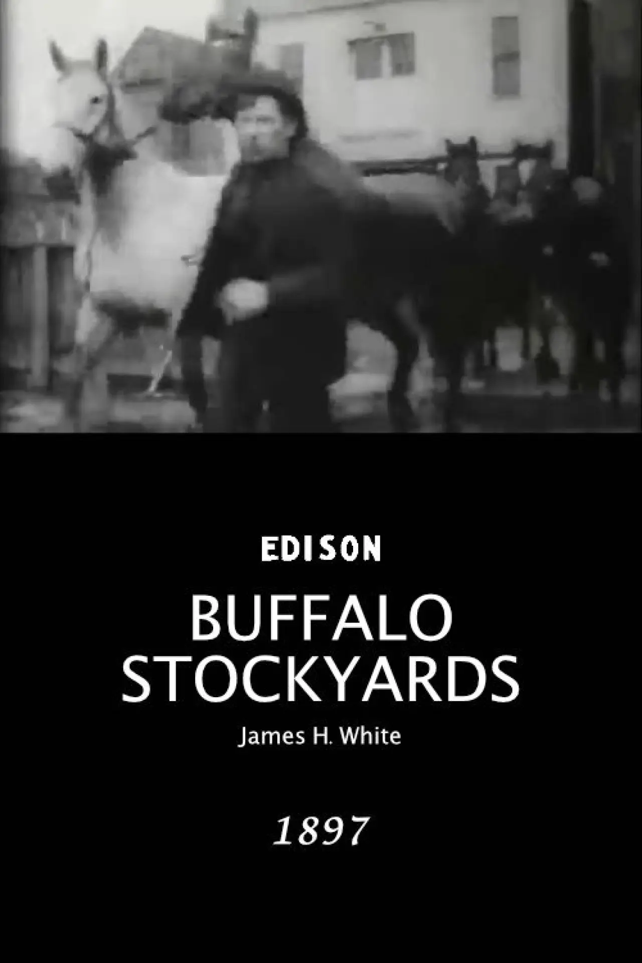 Plakat filmowy "Buffalo Stockyards"