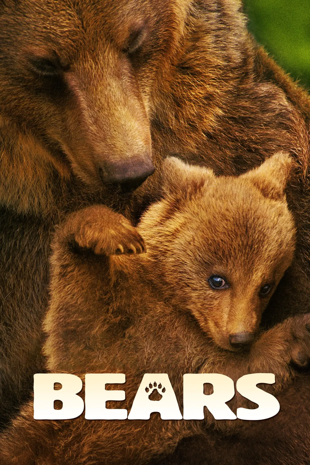 Plakat filmowy "Niedźwiedzie"