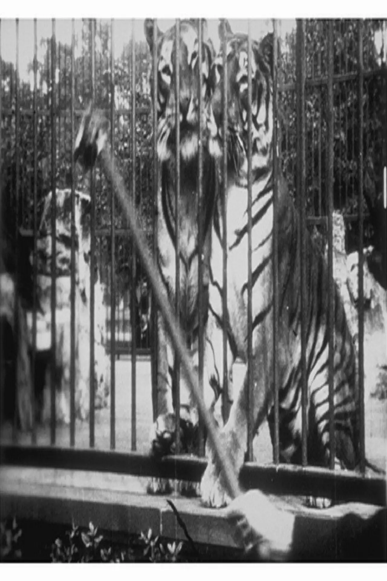 Plakat filmowy "Tigres"