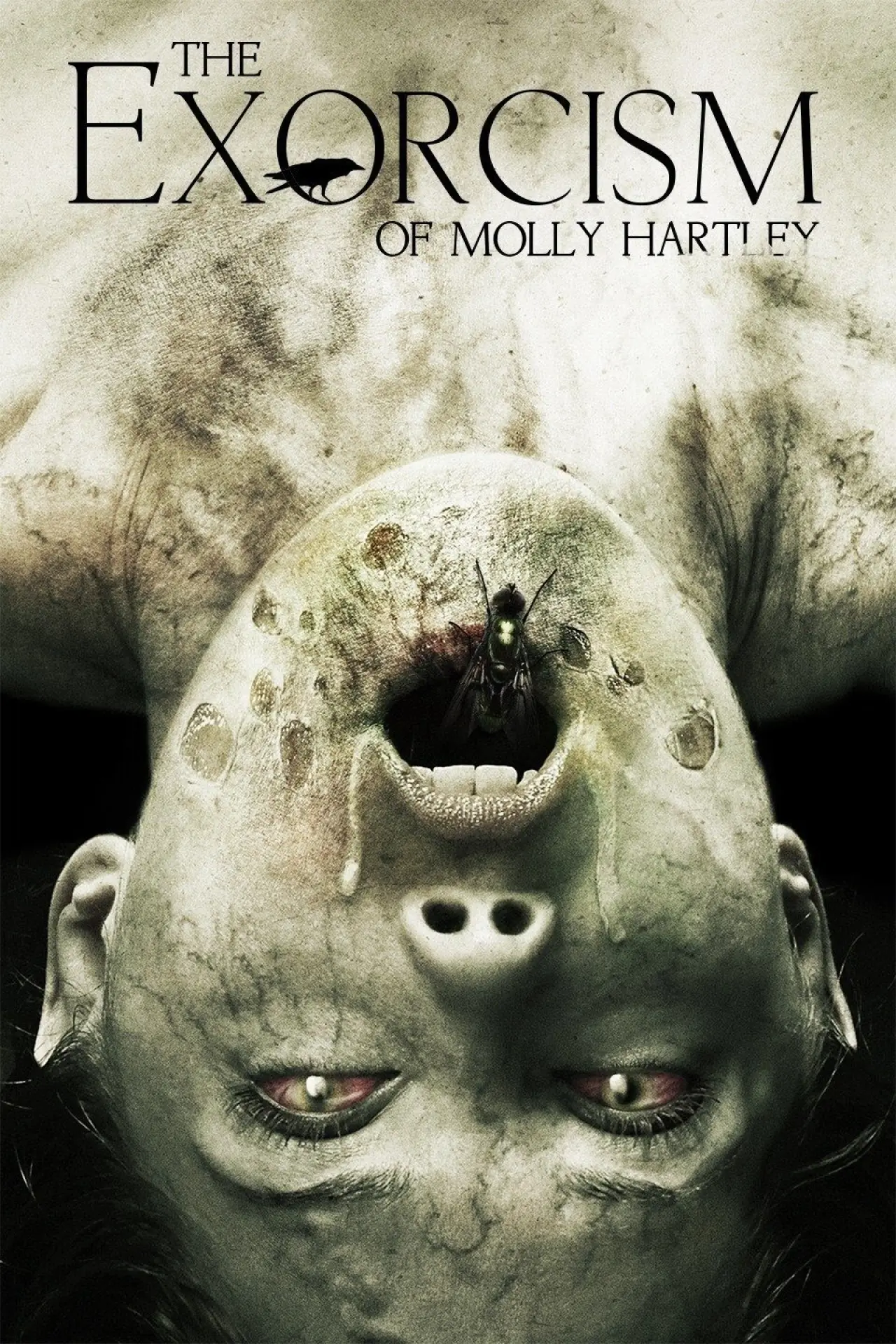 Plakat filmowy "Egzorcyzmy Molly Hartley"