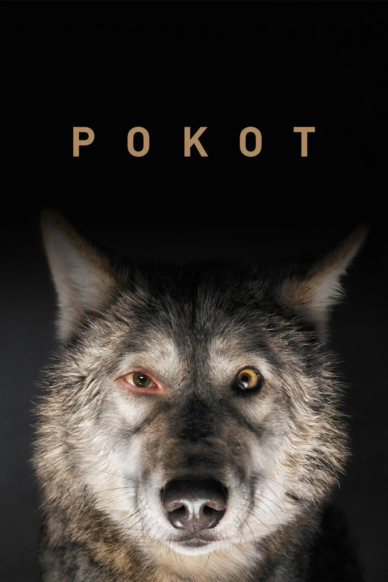 Plakat filmowy "Pokot"