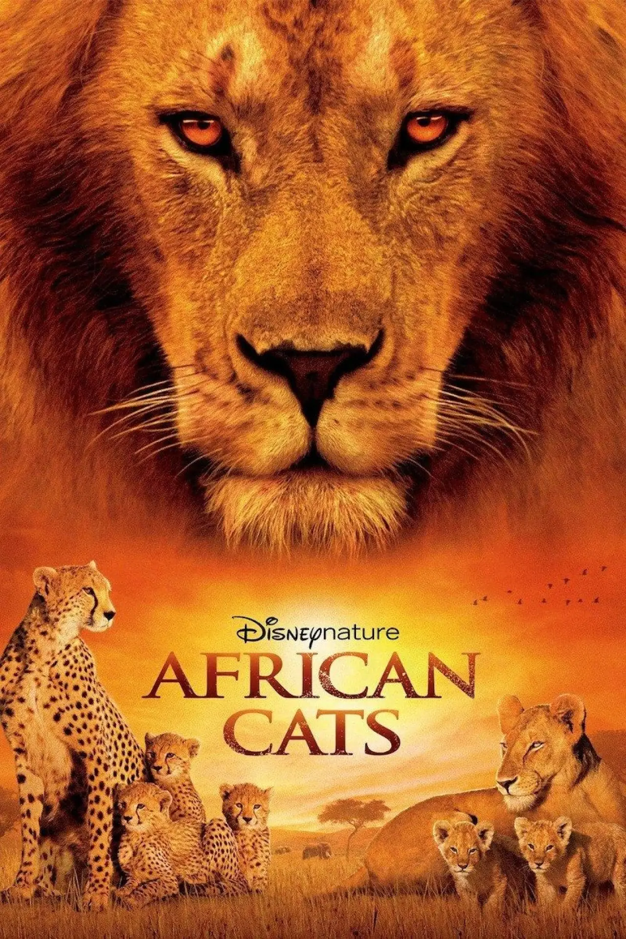 Plakat filmowy "Afrykańskie koty"