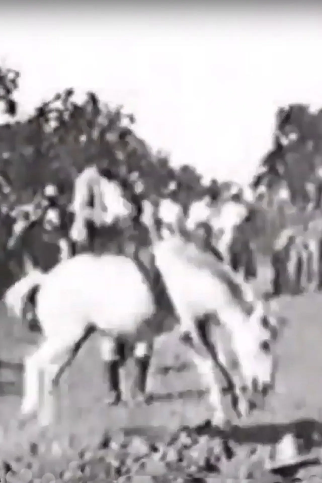 Plakat filmowy "Cavalier sur un cheval rétif"