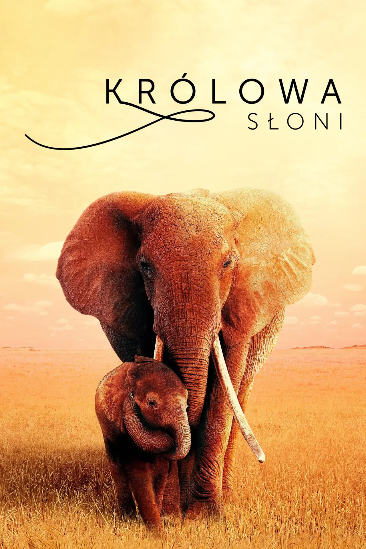 Plakat filmowy "Królowa słoni"