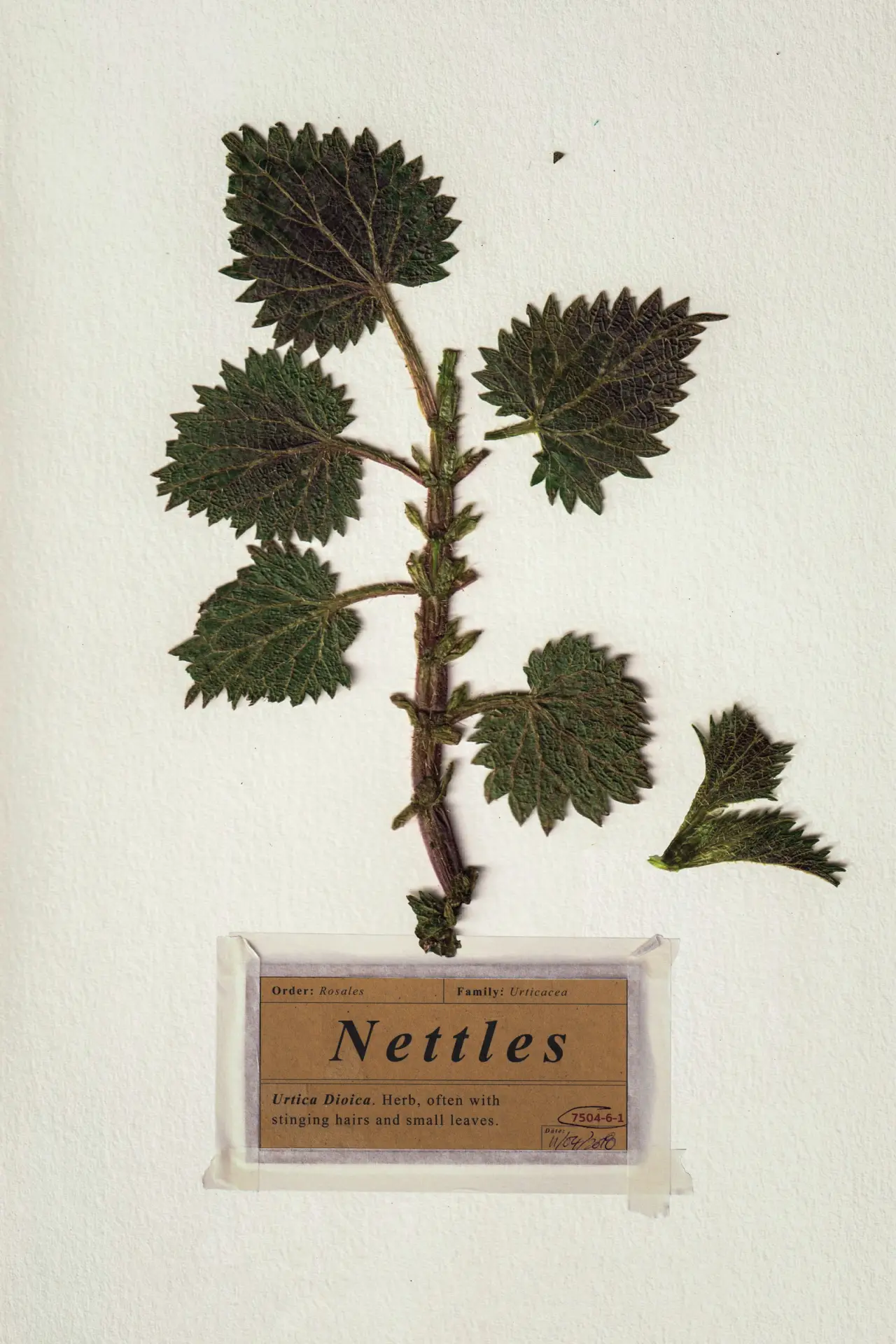 Plakat filmowy "Nettles"
