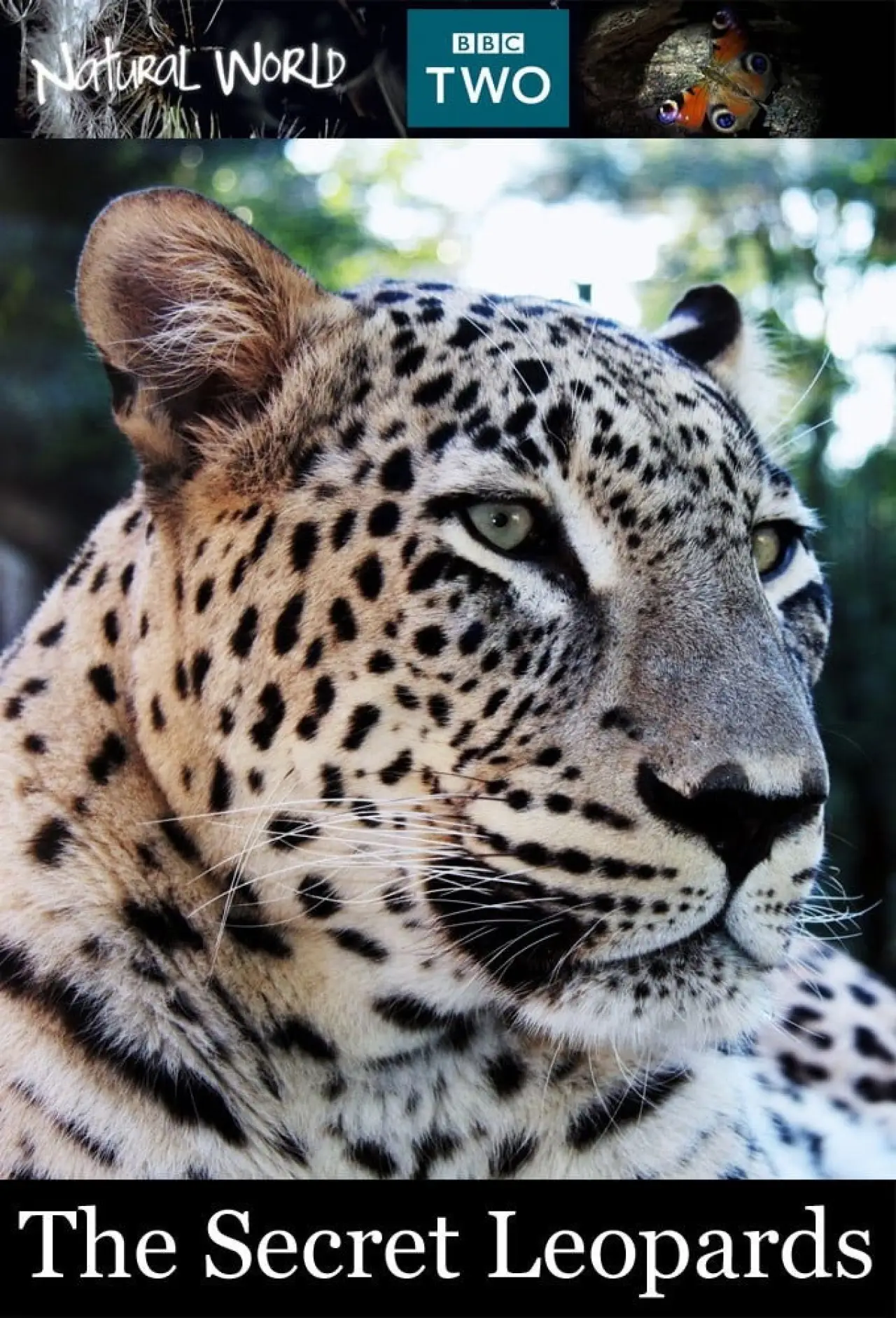 Plakat filmowy "BBC Natural World 2010 The Secret Leopards"