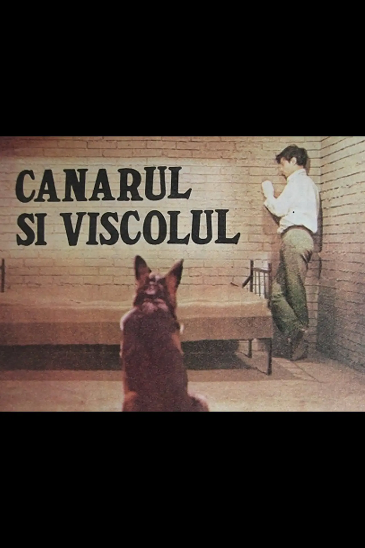 Plakat filmowy "Canarul și viscolul"