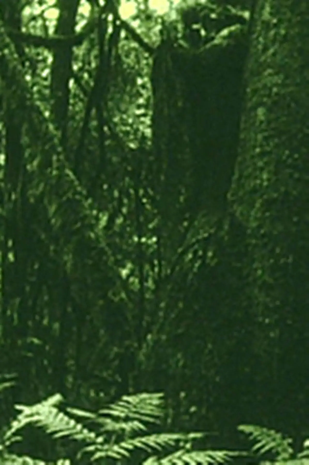 Plakat filmowy "Os Olhos na Mata e o Gosto na Água"