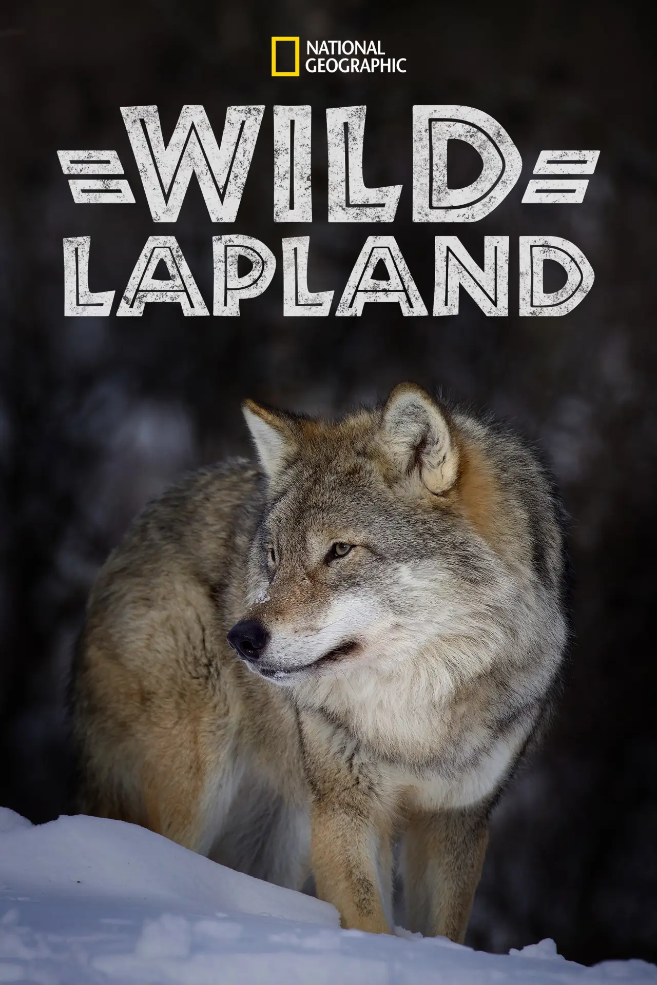Plakat filmowy "Wild Lapland"