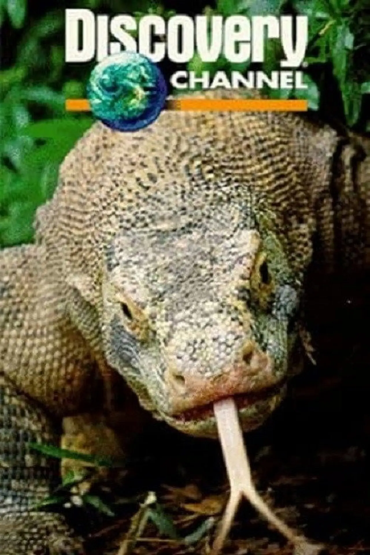 Plakat filmowy "Dragons of Komodo"