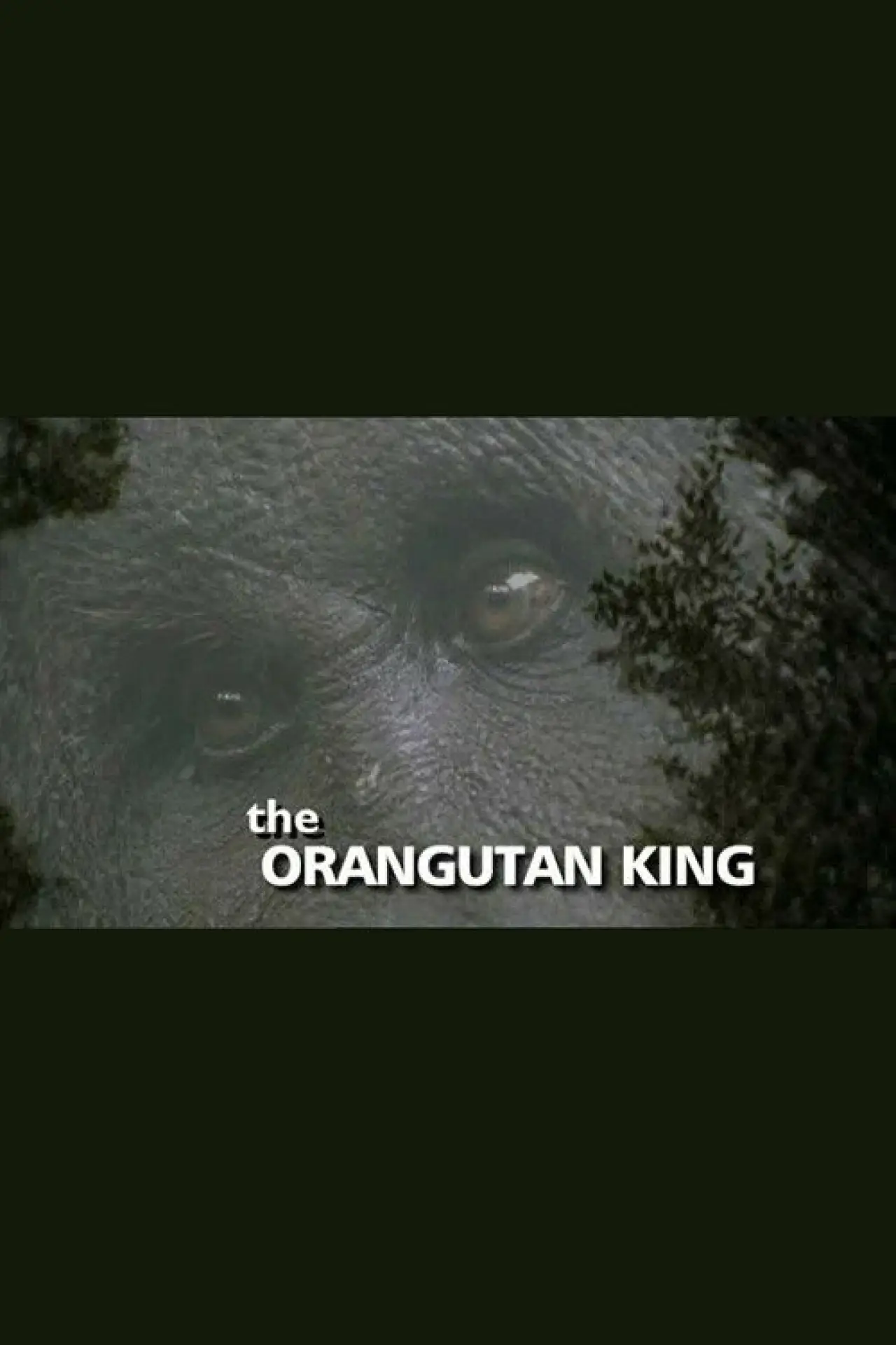 Plakat filmowy "The Orangutan King"