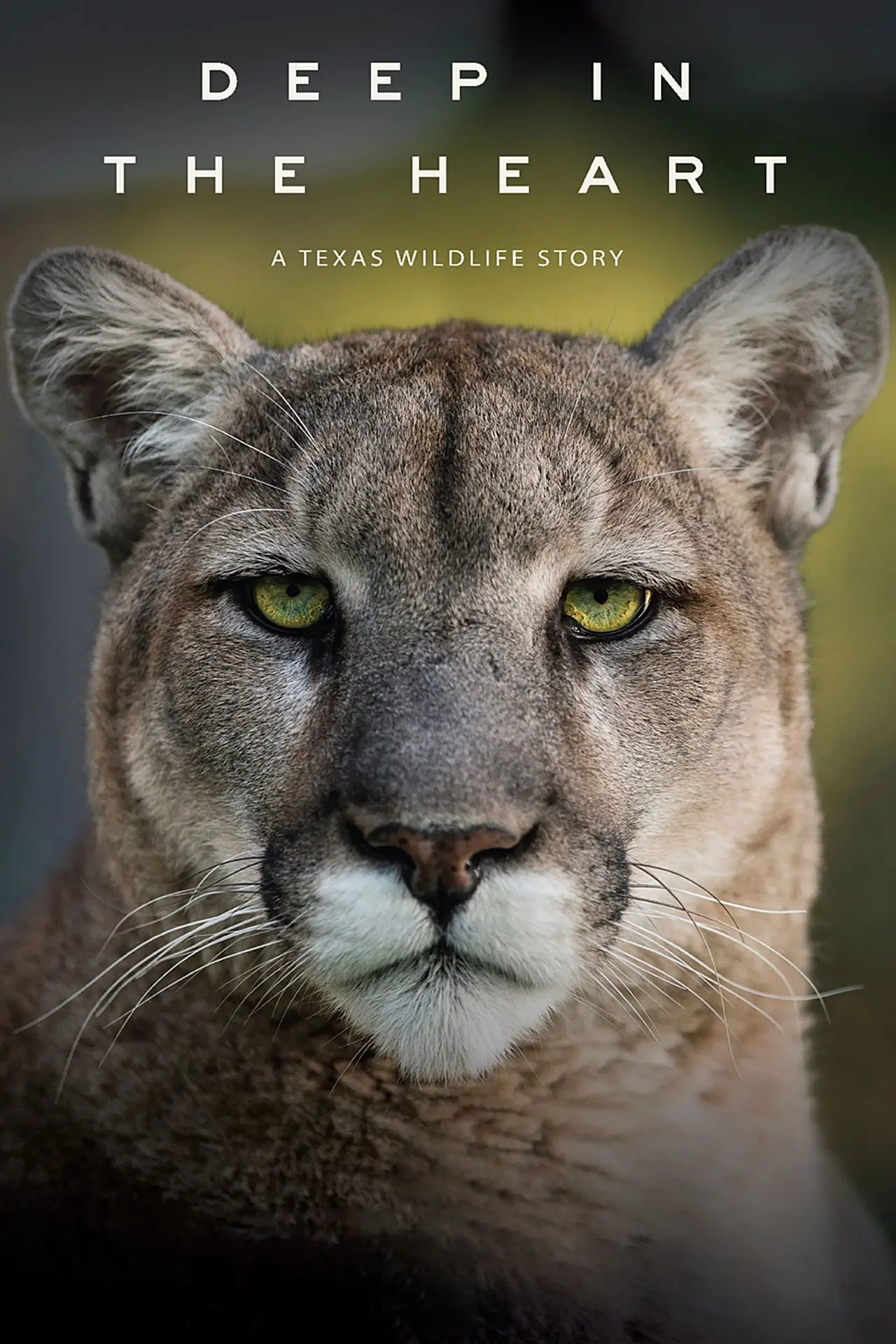Plakat filmowy "Deep in the Heart: A Texas Wildlife Story"