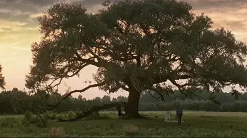 Zasłona do filmu "Forrest Gump" #528530
