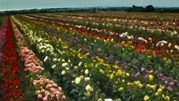 Zasłona do filmu "28 dni później" #569685
