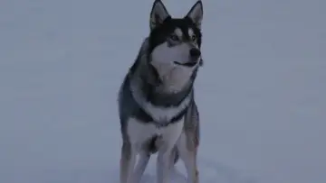 Zasłona do filmu "Coś" #599900