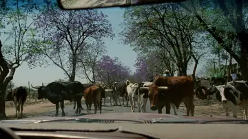 Zasłona do filmu "I twoją matkę też" #698370