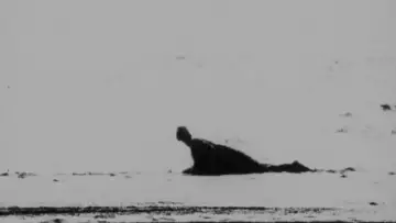 Zasłona do filmu "Begotten" #1868629