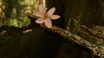 Zasłona do filmu "Labirynt fauna" #597392