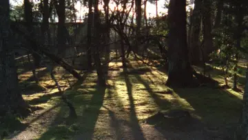 Zasłona do filmu "Sans soleil" #1099354