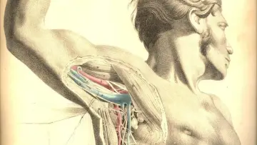 Zasłona do filmu "Anatomia 2" #482173