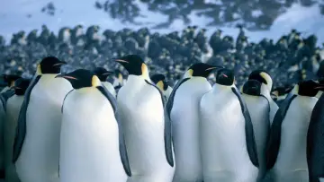 Zasłona do filmu "Marsz pingwinów" #1808464