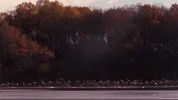 Zasłona do filmu "Stowarzyszenie Umarłych Poetów" #573886