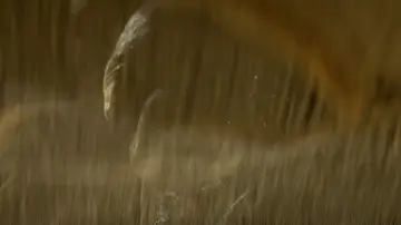 Zasłona do filmu "Indiana Jones i Królestwo Kryształowej Czaszki" #1723956