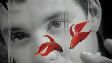Zasłona do filmu "Rumble Fish" #248936