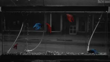 Zasłona do filmu "Rumble Fish" #720941