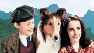 Zasłona do filmu "Lassie wróć" #1097303
