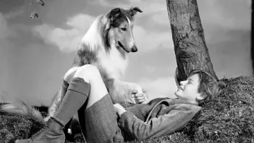 Zasłona do filmu "Lassie wróć" #1097304