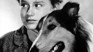 Zasłona do filmu "Lassie wróć" #1097305