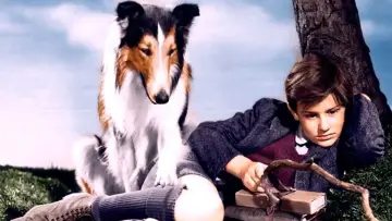 Zasłona do filmu "Lassie wróć" #1097307