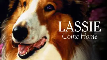 Zasłona do filmu "Lassie wróć" #150181