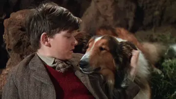 Zasłona do filmu "Lassie wróć" #457031