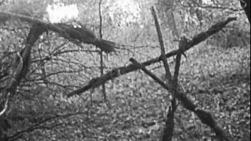 Zasłona do filmu "Blair Witch Project" #697469