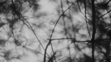 Zasłona do filmu "Blair Witch Project" #697471